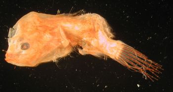 Media type: image; Ichthyology 69324